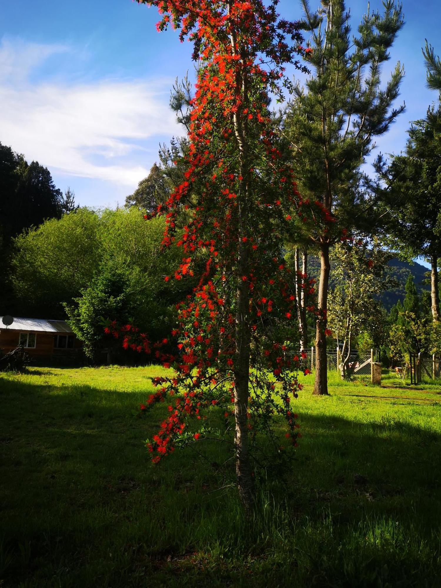Cabana May Pao, Para 3 En Melipeuco Cerca Del Parque Nacional Conguillio 외부 사진